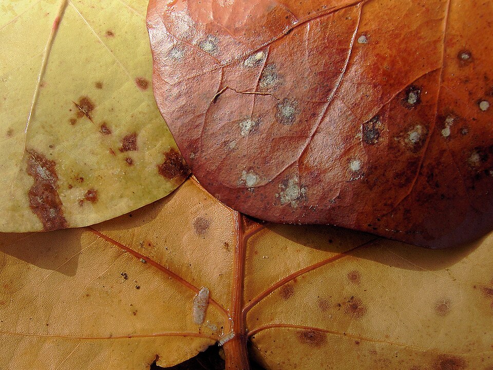 Coccoloba uvifera (Sea Grape) (alternate view 4)
