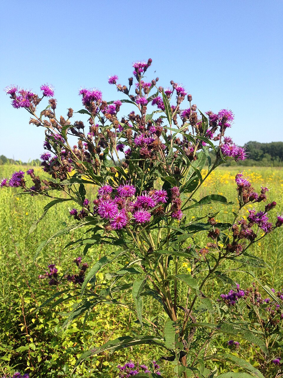 Vernonia noveboracensis (New York Ironweed) (alternate view 9)