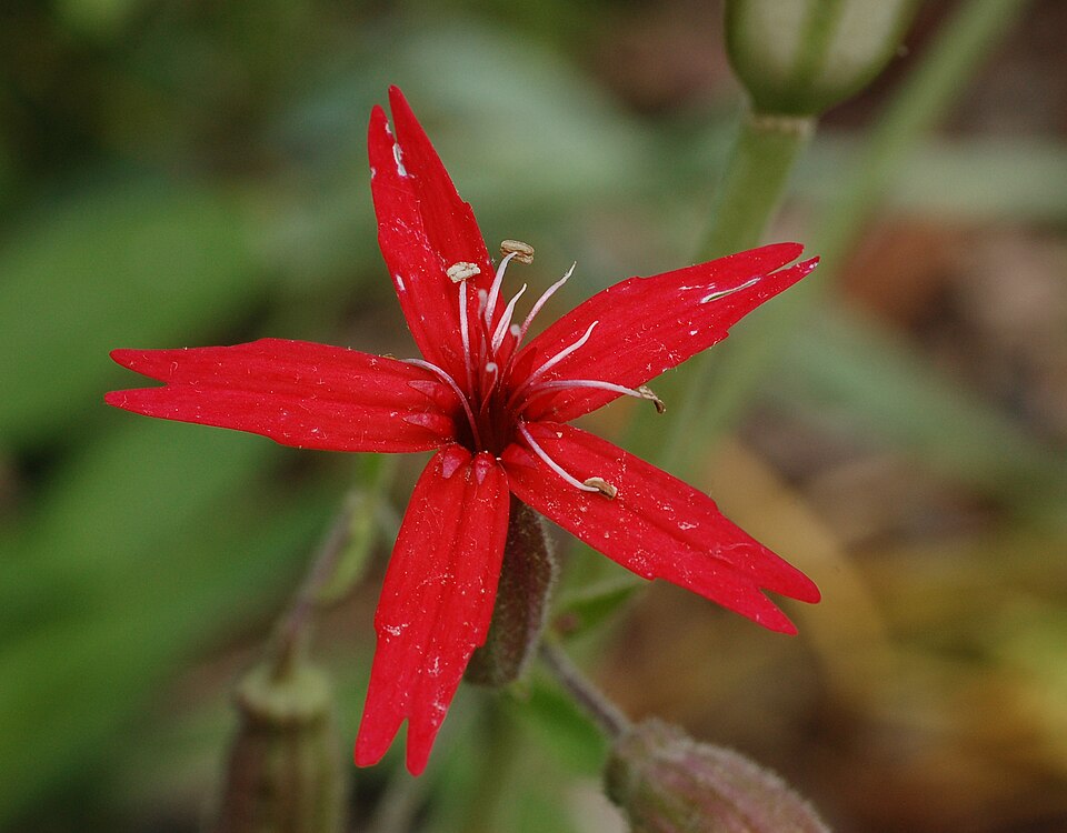 Silene virginica (fire pink) (alternate view 3)