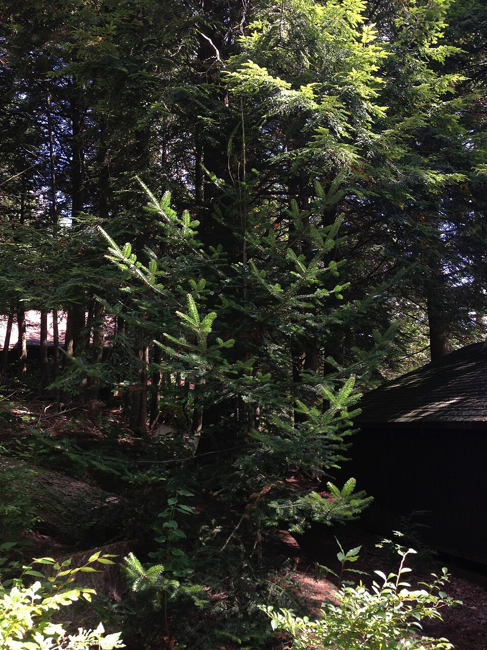 Abies balsamea (Balsam Fir) (alternate view 8)