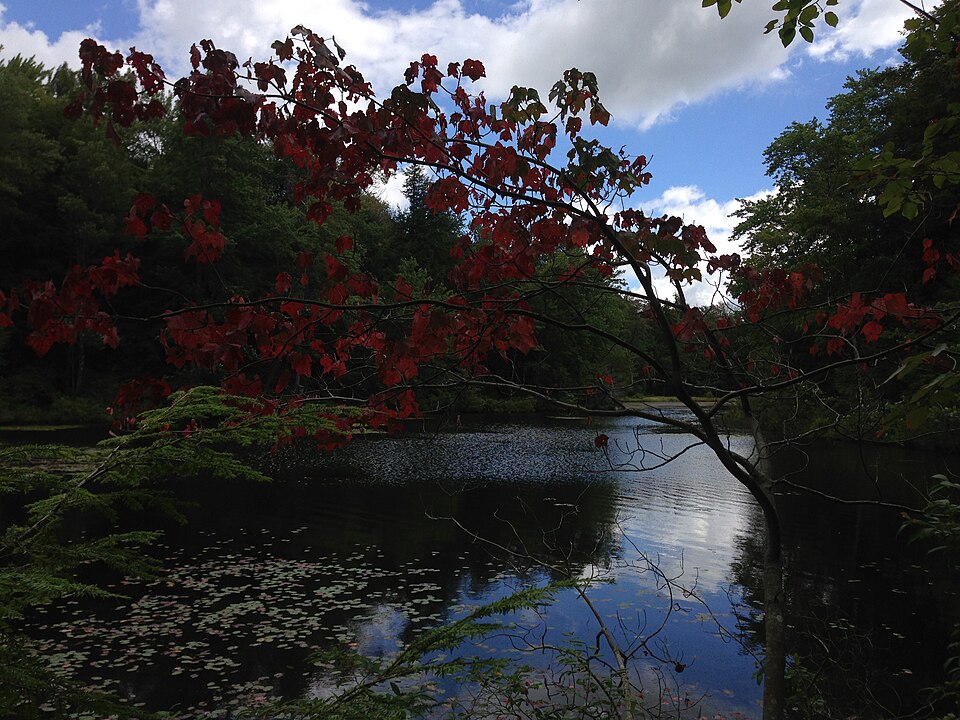 Acer rubrum (red maple) (alternate view 2)