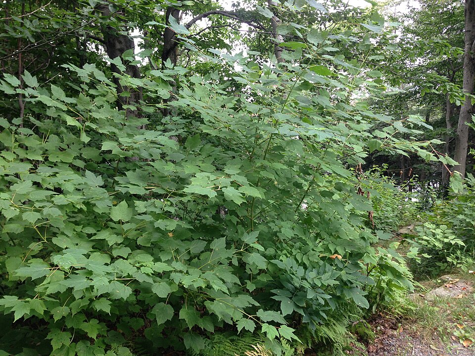 Acer spicatum (Mountain Maple) (alternate view 6)