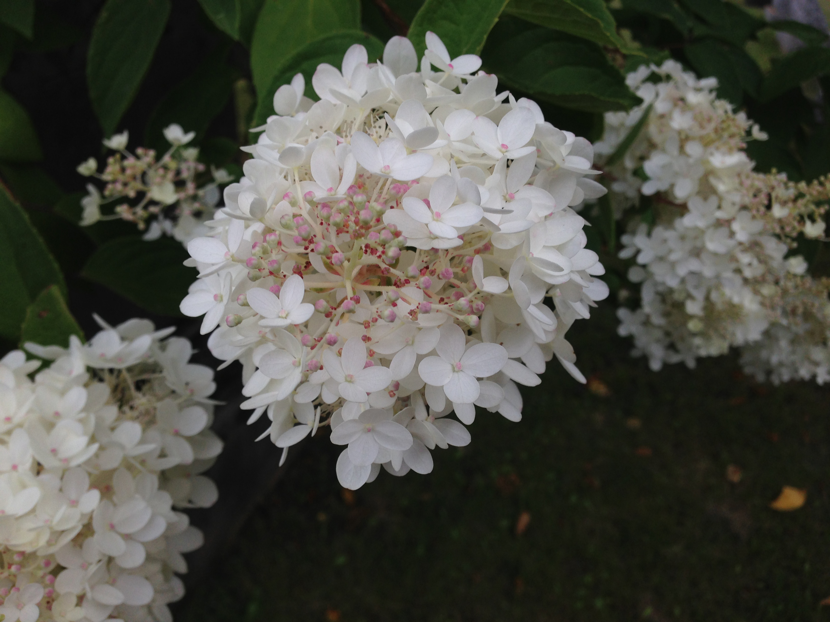 Hydrangea paniculata, Panicle hydrangea — upright deciduous (Hydrangeaceae) (image 2 of 3)