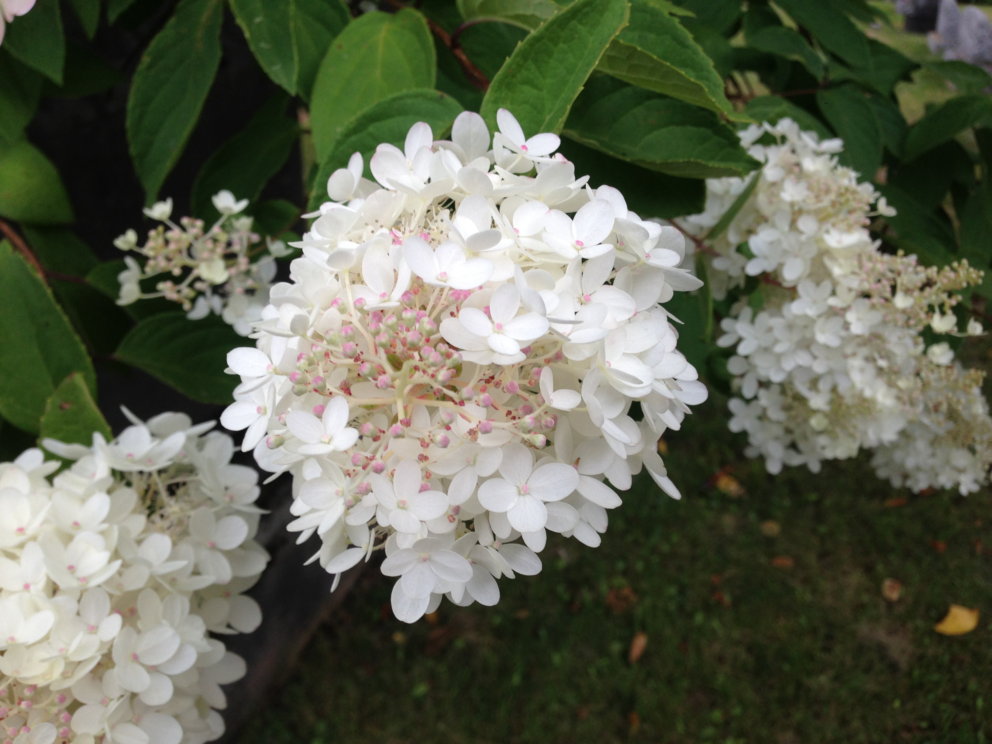 Hydrangea paniculata, Panicle hydrangea — upright deciduous (Hydrangeaceae) (image 3 of 3)
