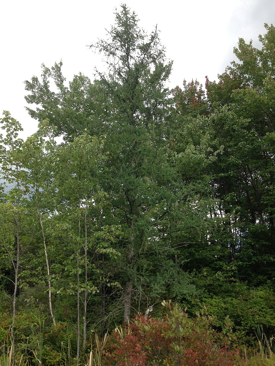 Larix laricina (tamarack)
