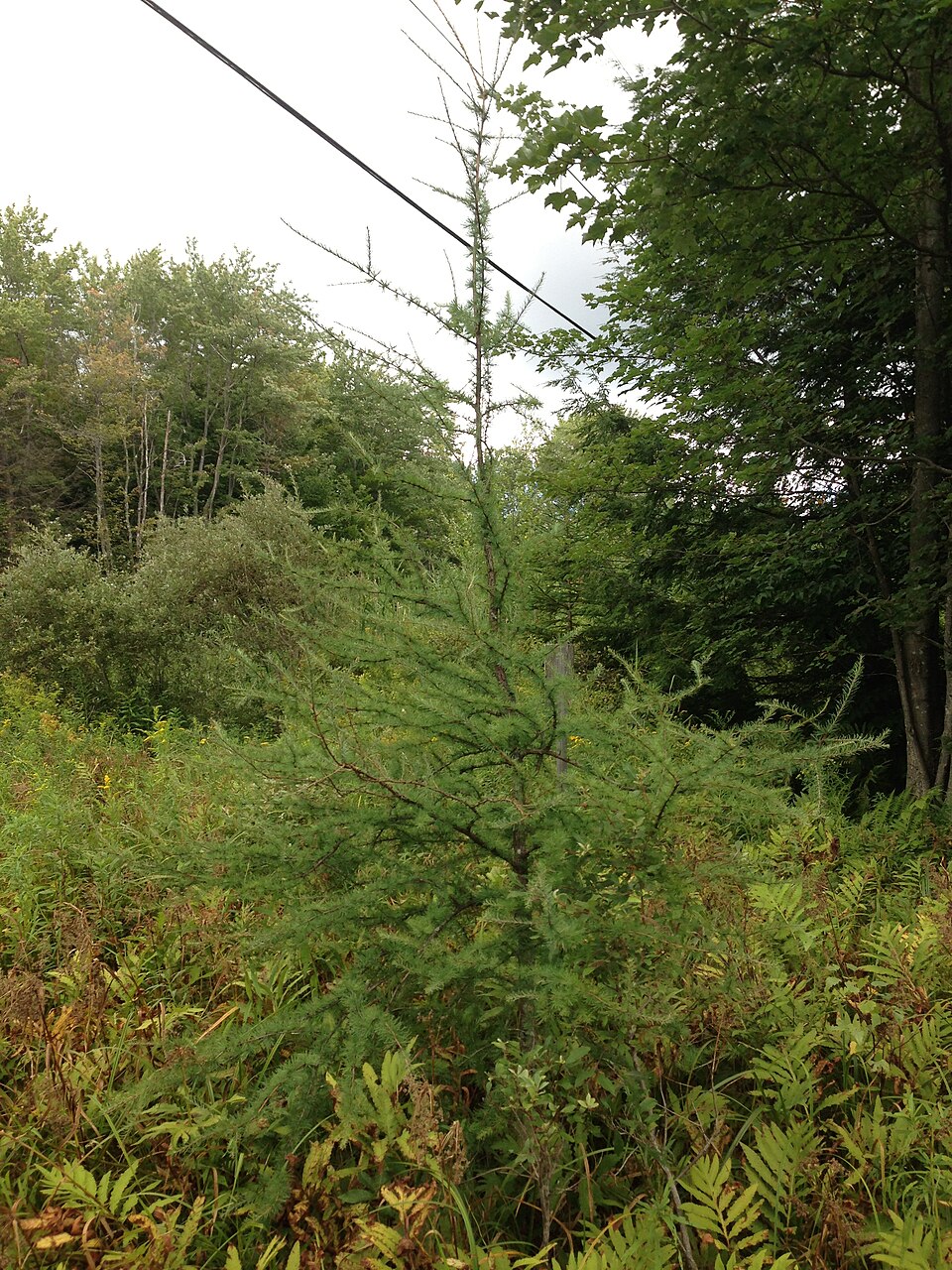 Larix laricina (tamarack)
