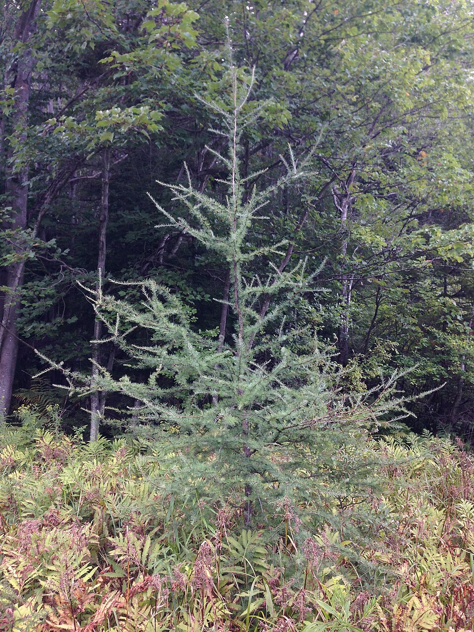Larix laricina (tamarack)