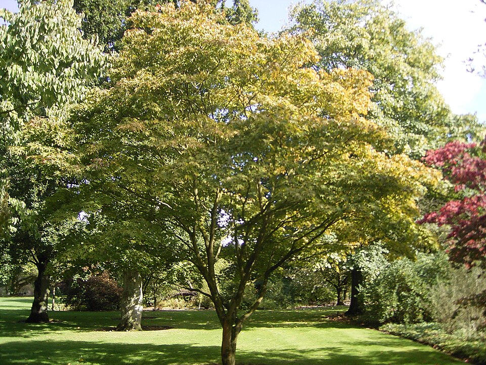 Acer palmatum 'Osakazuki' (Osakazuki Japanese Maple)