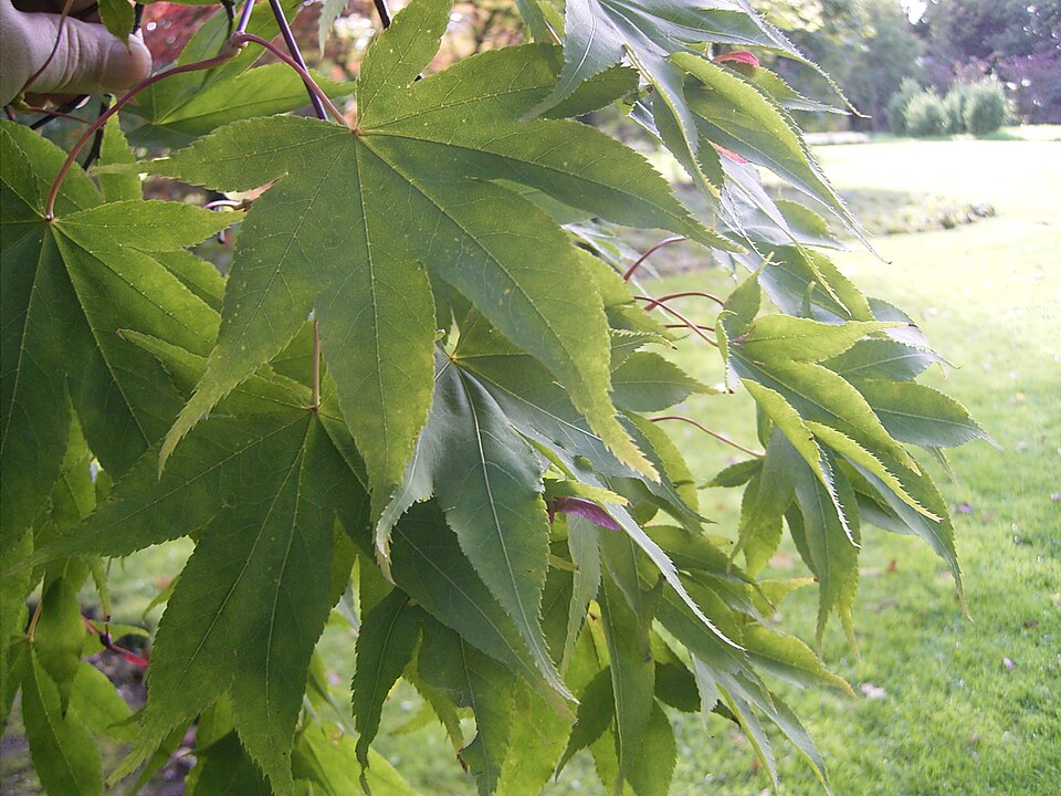 Acer palmatum 'Osakazuki' (Osakazuki Japanese Maple) (alternate view 2)