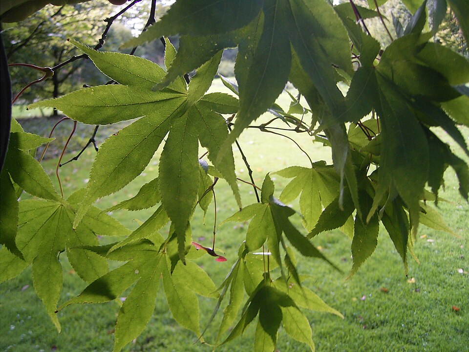Acer palmatum 'Osakazuki' (Osakazuki Japanese Maple) (alternate view 3)