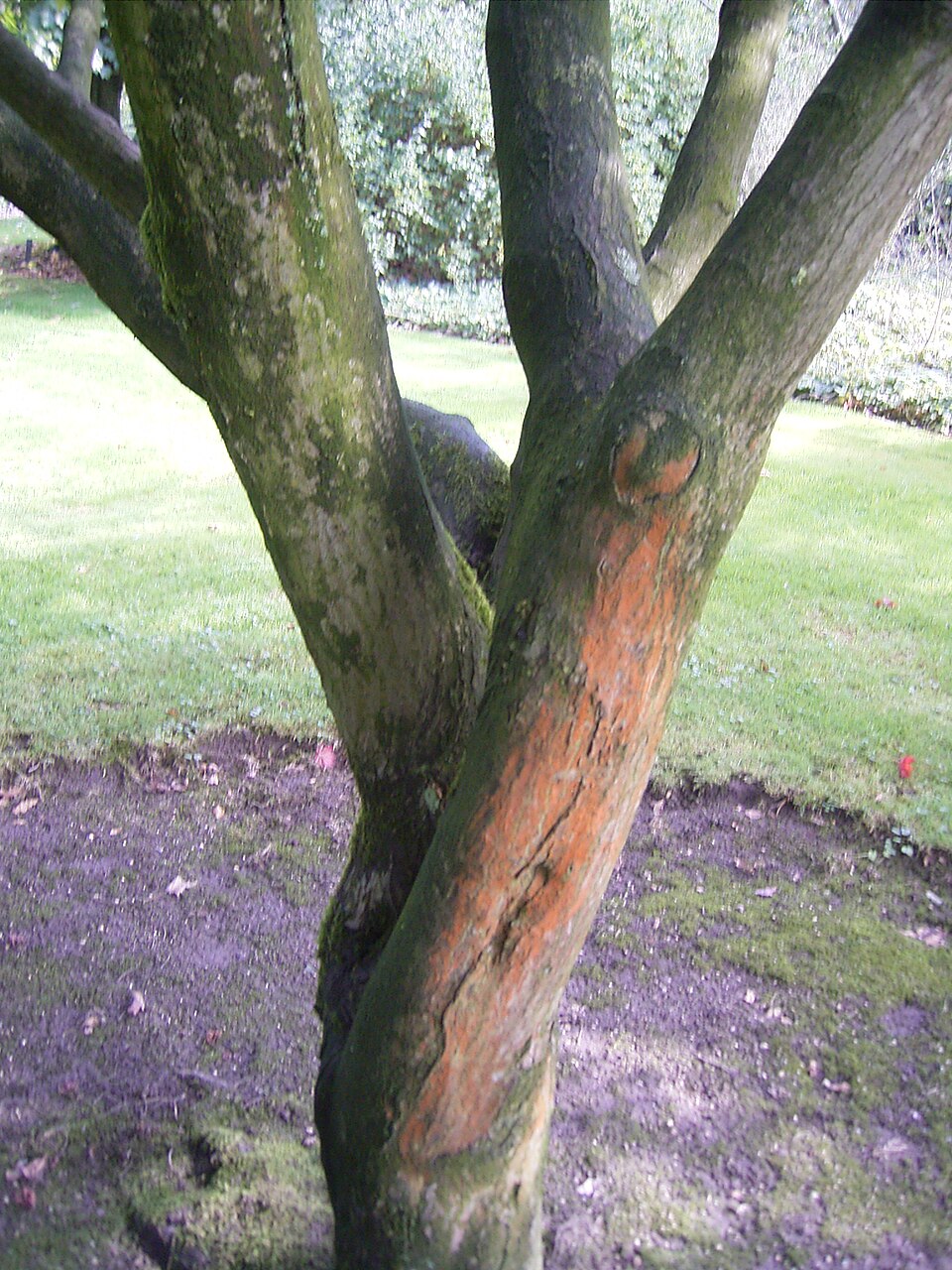Acer palmatum 'Osakazuki' (Osakazuki Japanese Maple) (alternate view 4)
