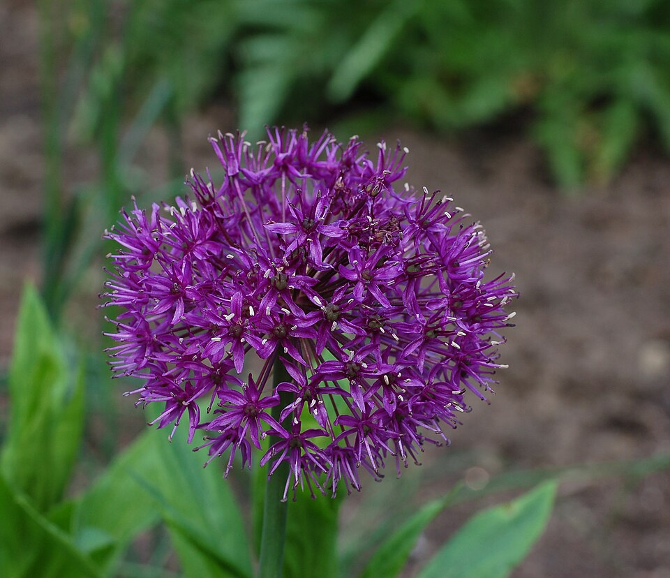 Allium hollandicum 'Purple Sensation' (Purple Sensation Allium)