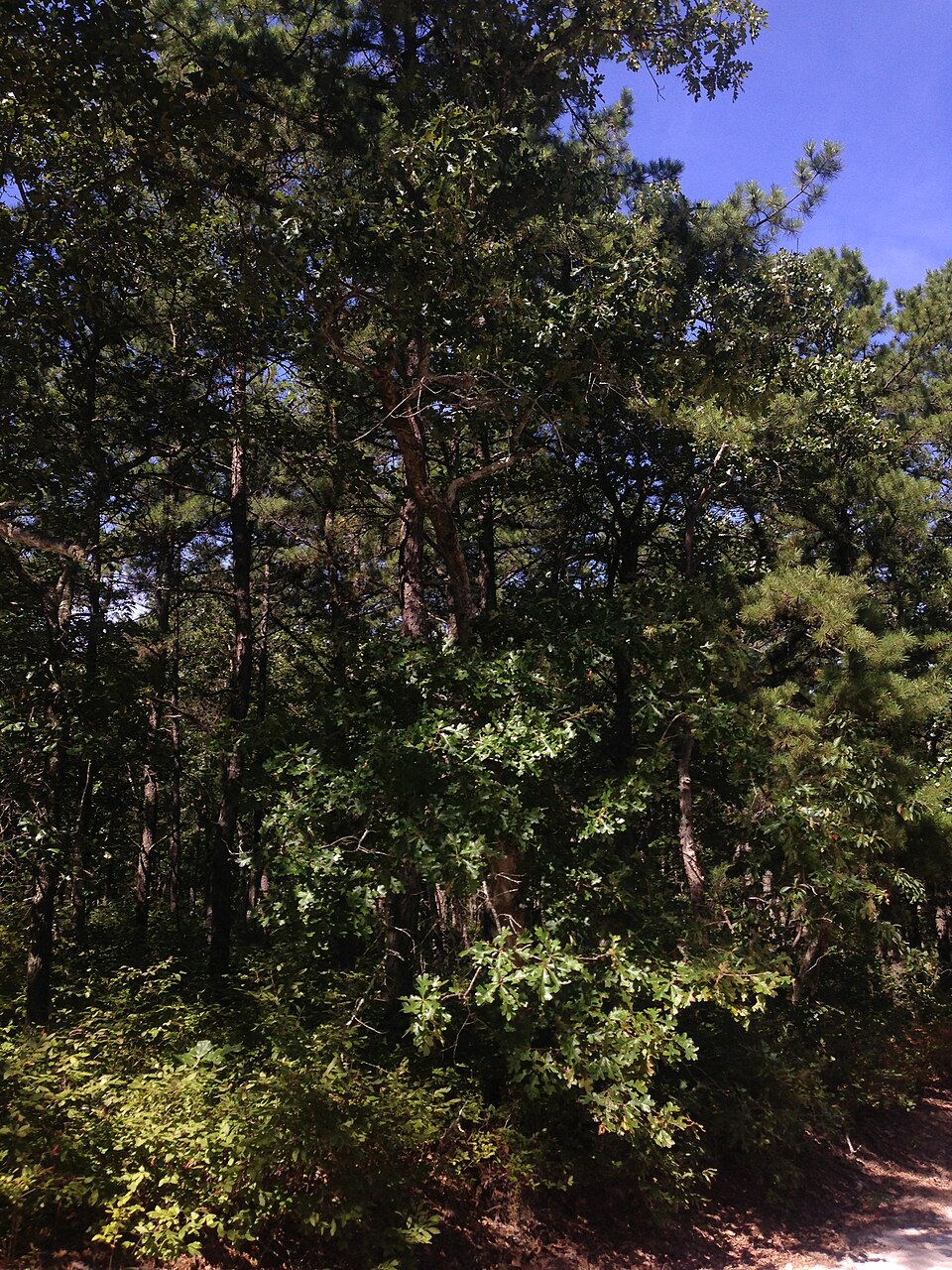 Quercus stellata (post oak)