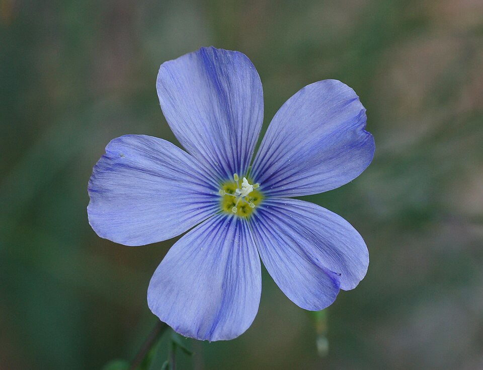Linum lewisii (Lewis flax) (alternate view 3)