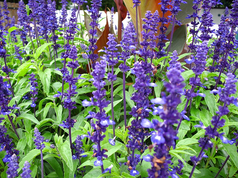 Salvia farinacea (mealy sage) (alternate view 7)