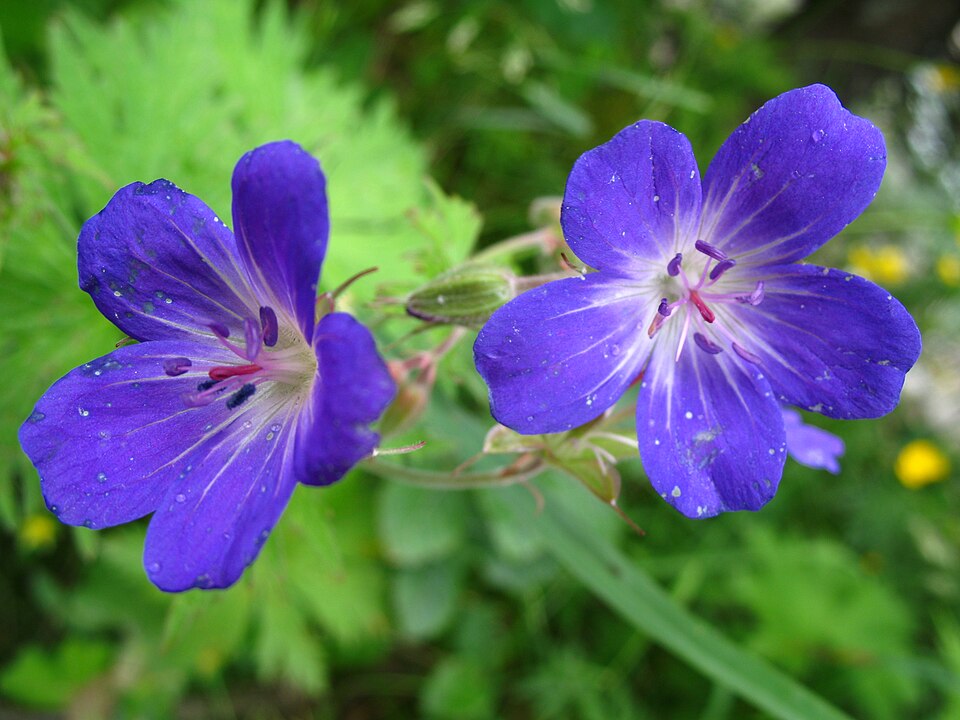 Geranium sylvaticum (wood crane's-bill)