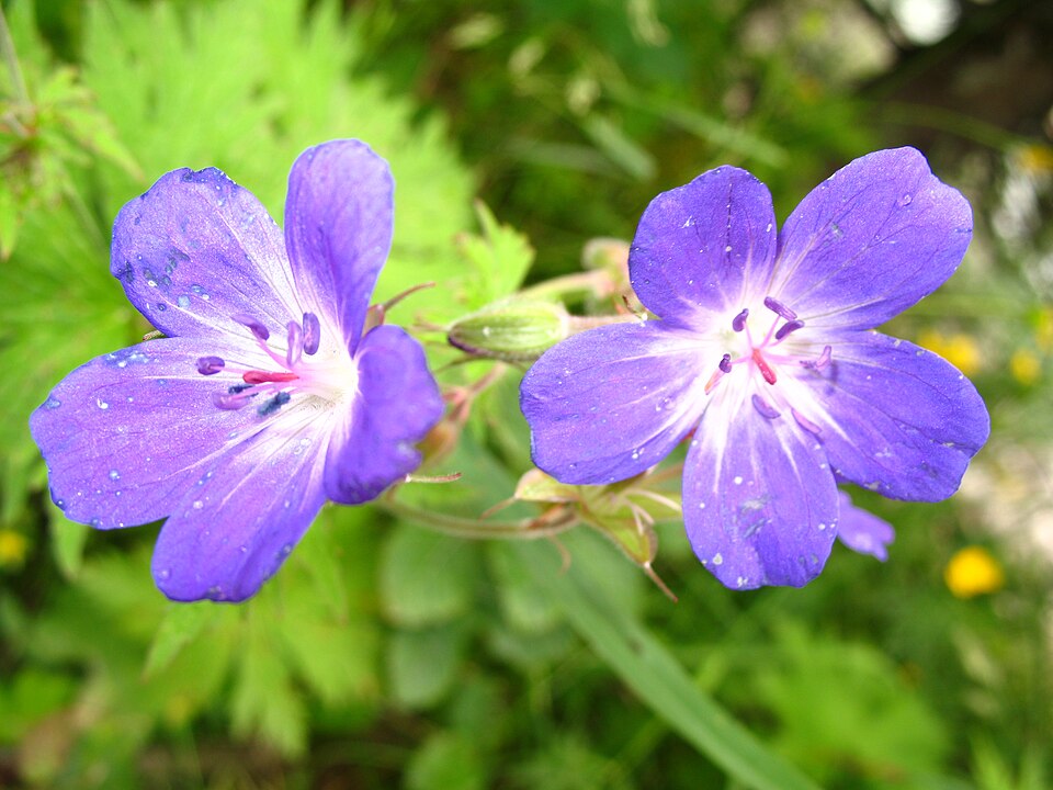 Geranium sylvaticum (wood crane's-bill)
