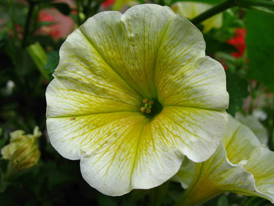 Petunia × atkinsiana (garden petunia) (alternate view 3)
