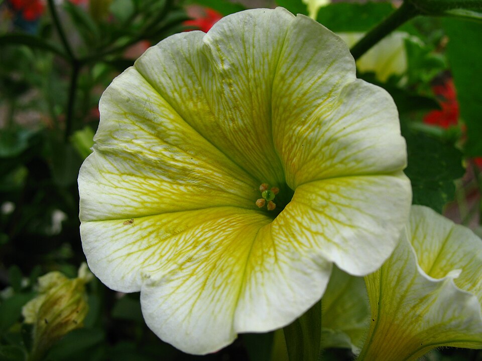 Petunia × atkinsiana (garden petunia) (alternate view 4)