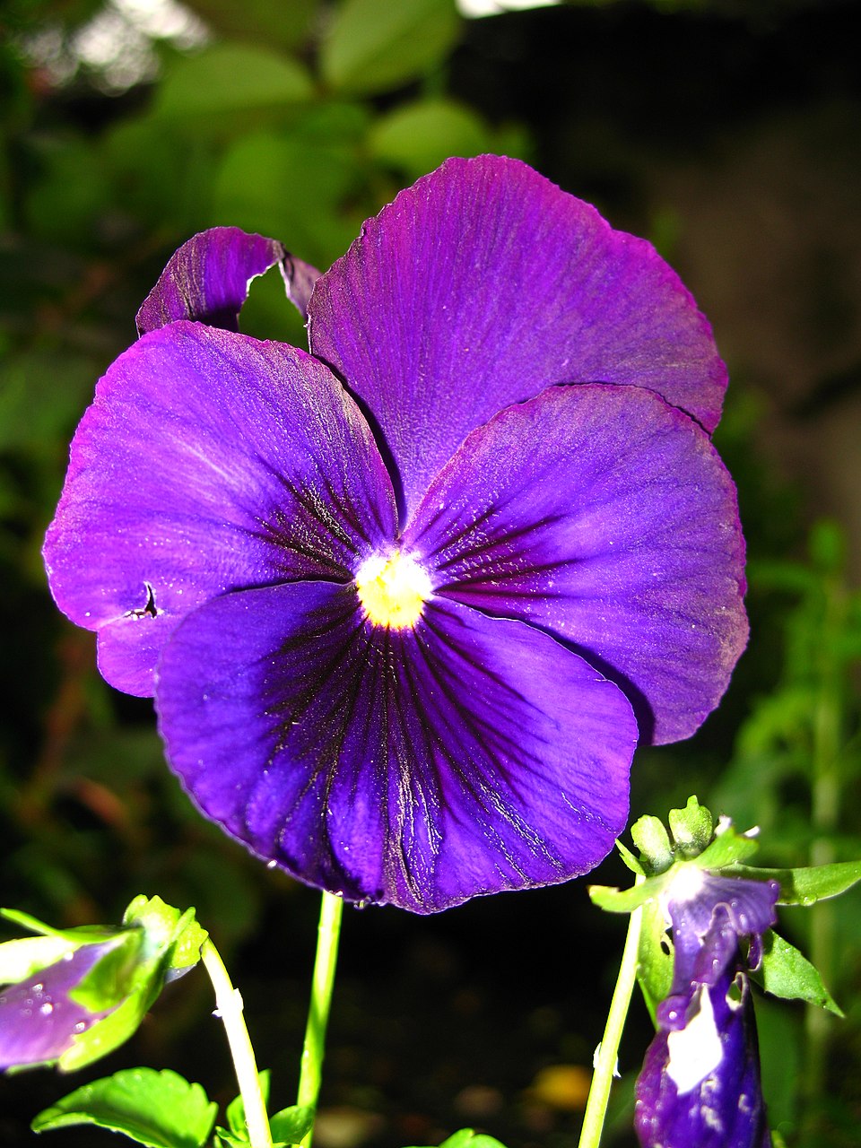 Viola × wittrockiana (pansy) (alternate view 8)
