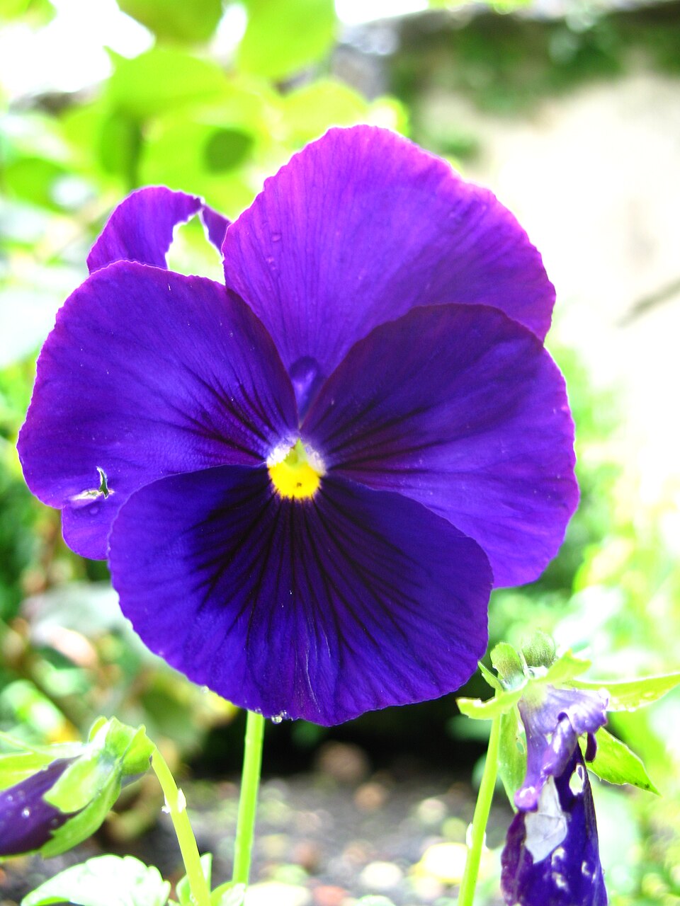 Viola × wittrockiana (pansy) (alternate view 9)