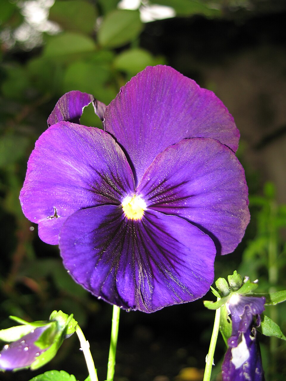 Viola × wittrockiana (pansy) (alternate view 10)