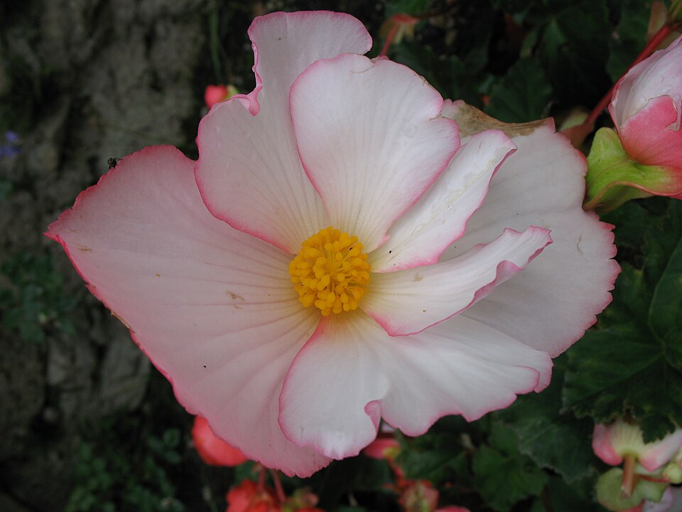 Begonia × tuberhybrida (Tuberous Begonia) (alternate view 6)