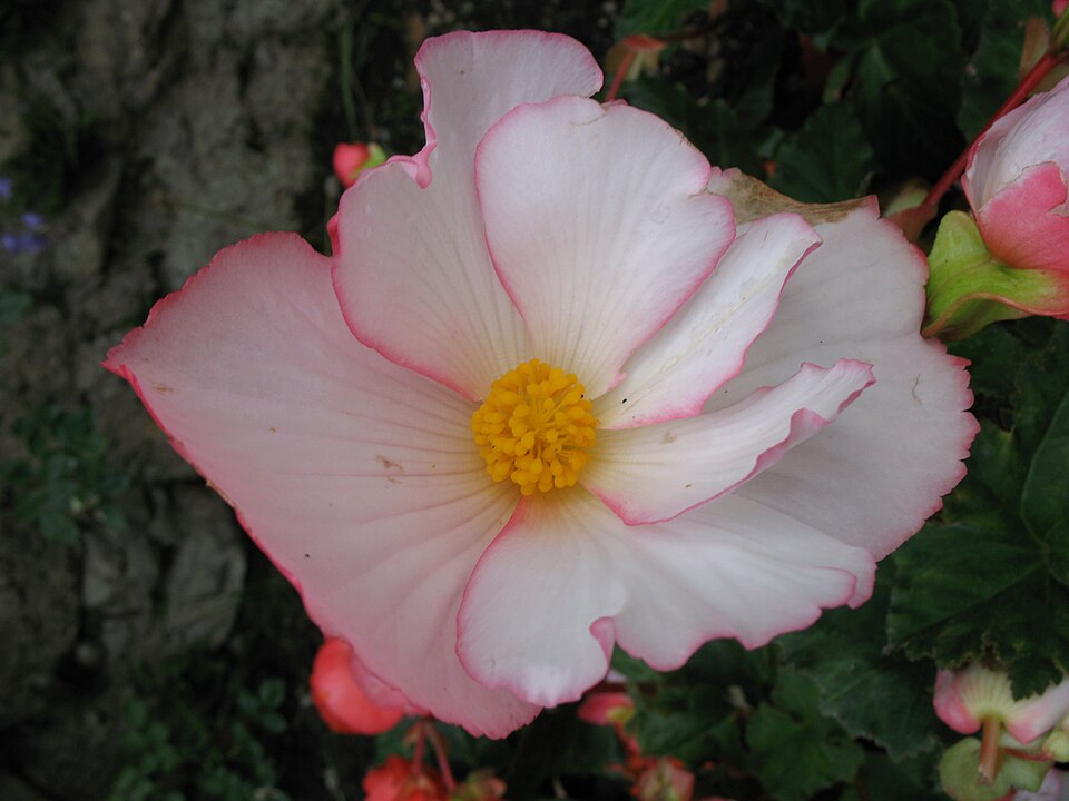 Begonia × tuberhybrida (Tuberous Begonia) (alternate view 7)