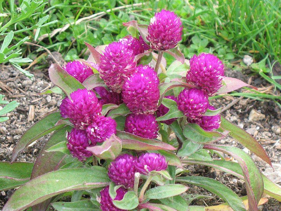 Gomphrena globosa (Globe Amaranth) (alternate view 4)