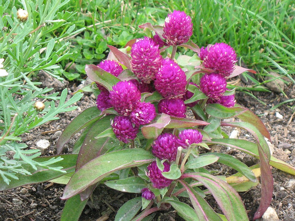 Gomphrena globosa (Globe Amaranth) (alternate view 5)