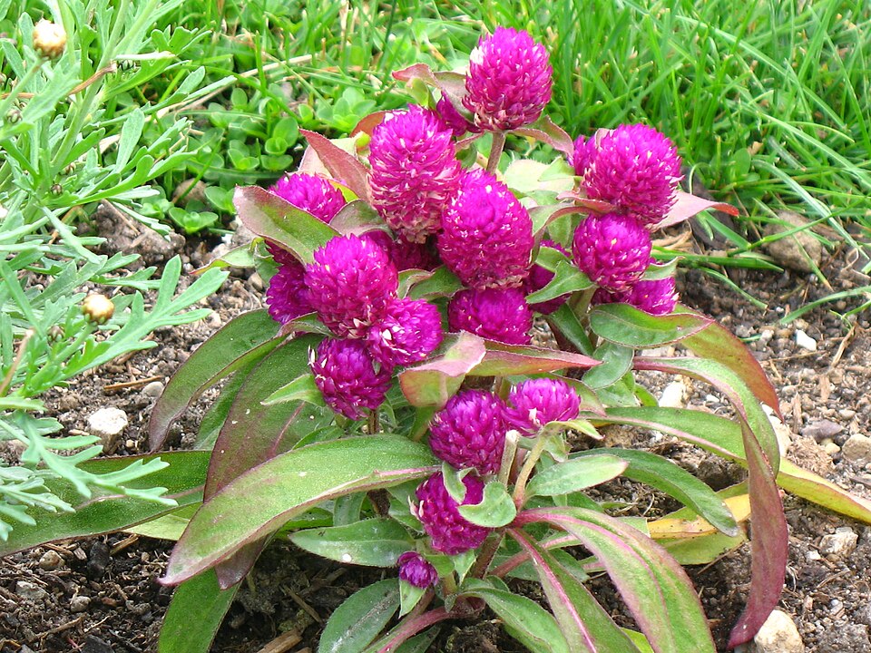 Gomphrena globosa (Globe Amaranth) (alternate view 6)