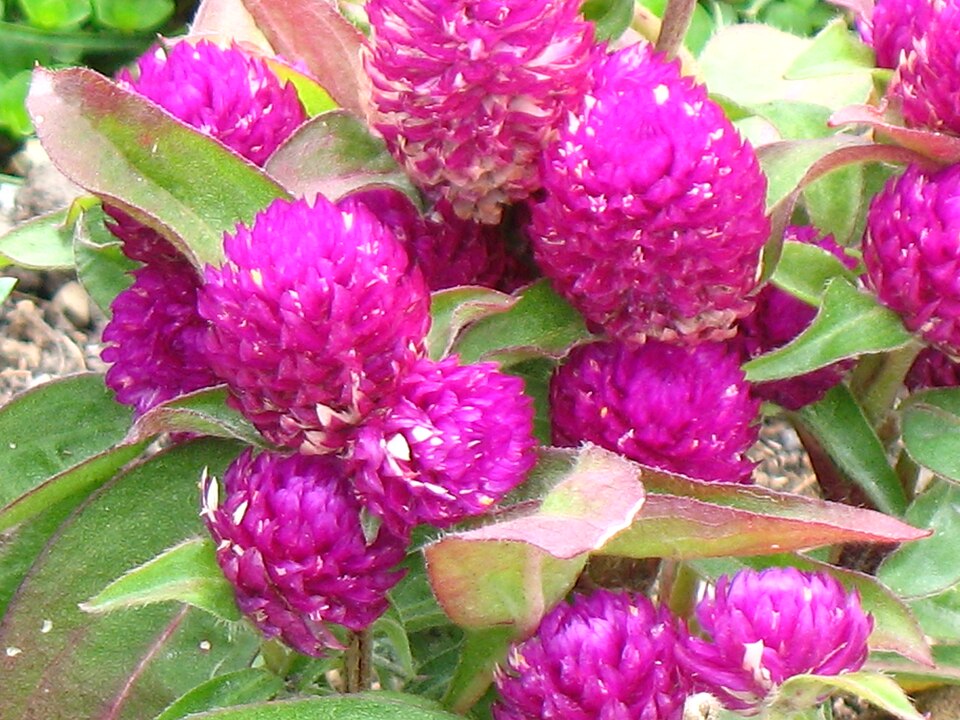 Gomphrena globosa (Globe Amaranth) (alternate view 7)