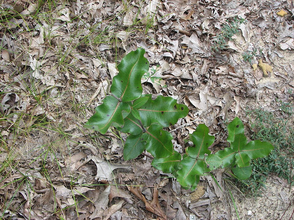 Asclepias amplexicaulis (clasping milkweed) (alternate view 2)