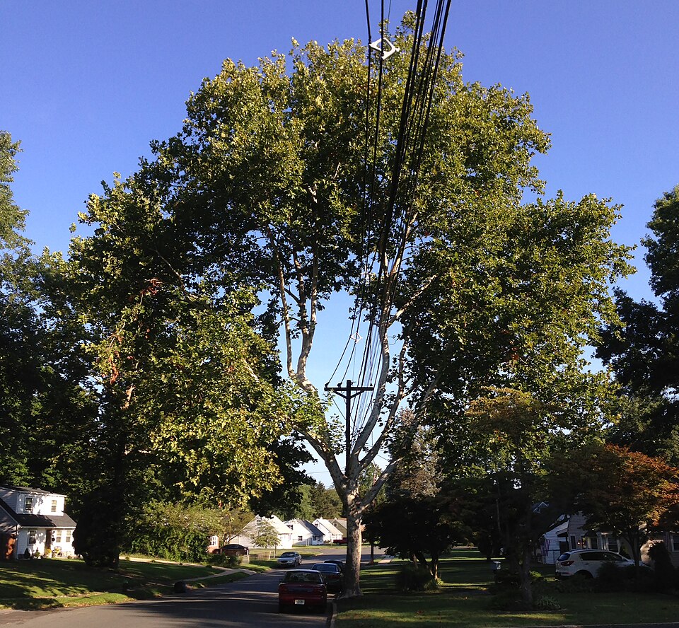Platanus occidentalis (American Sycamore)