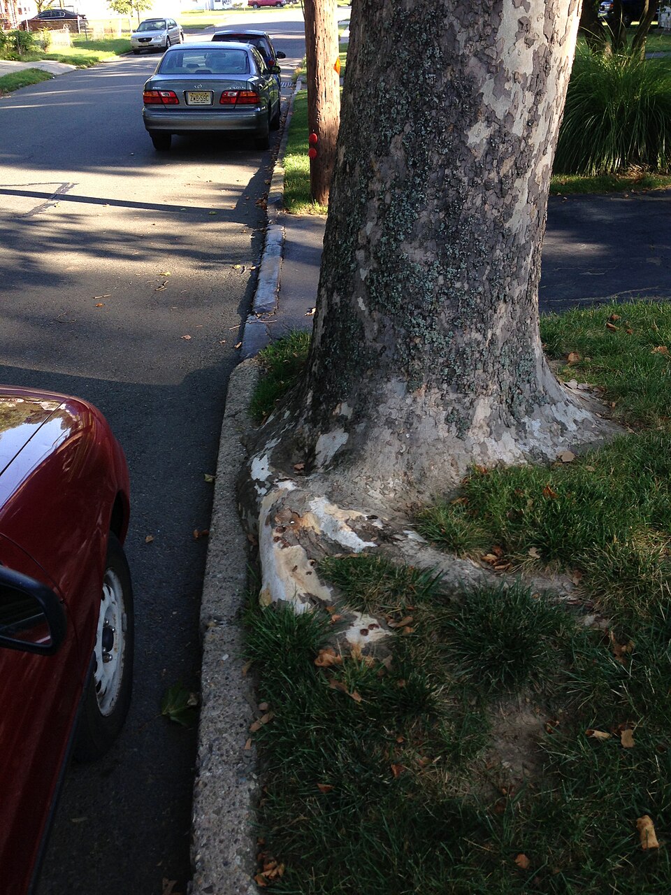 Platanus occidentalis (American Sycamore)