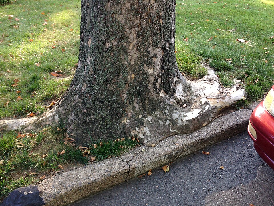 Platanus occidentalis (American Sycamore)