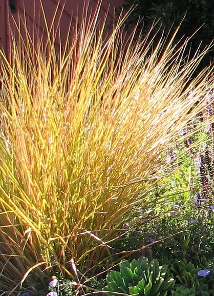 Anemanthele lessoniana (New Zealand Wind Grass) (alternate view 5)