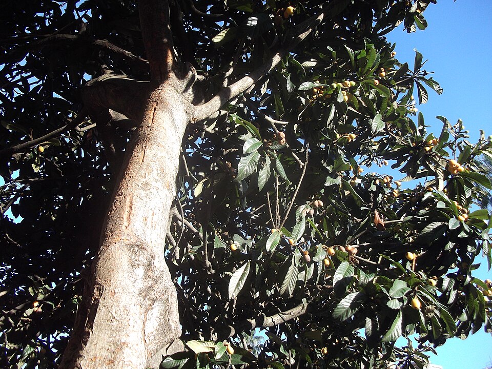 Eriobotrya japonica (Loquat) (alternate view 8)