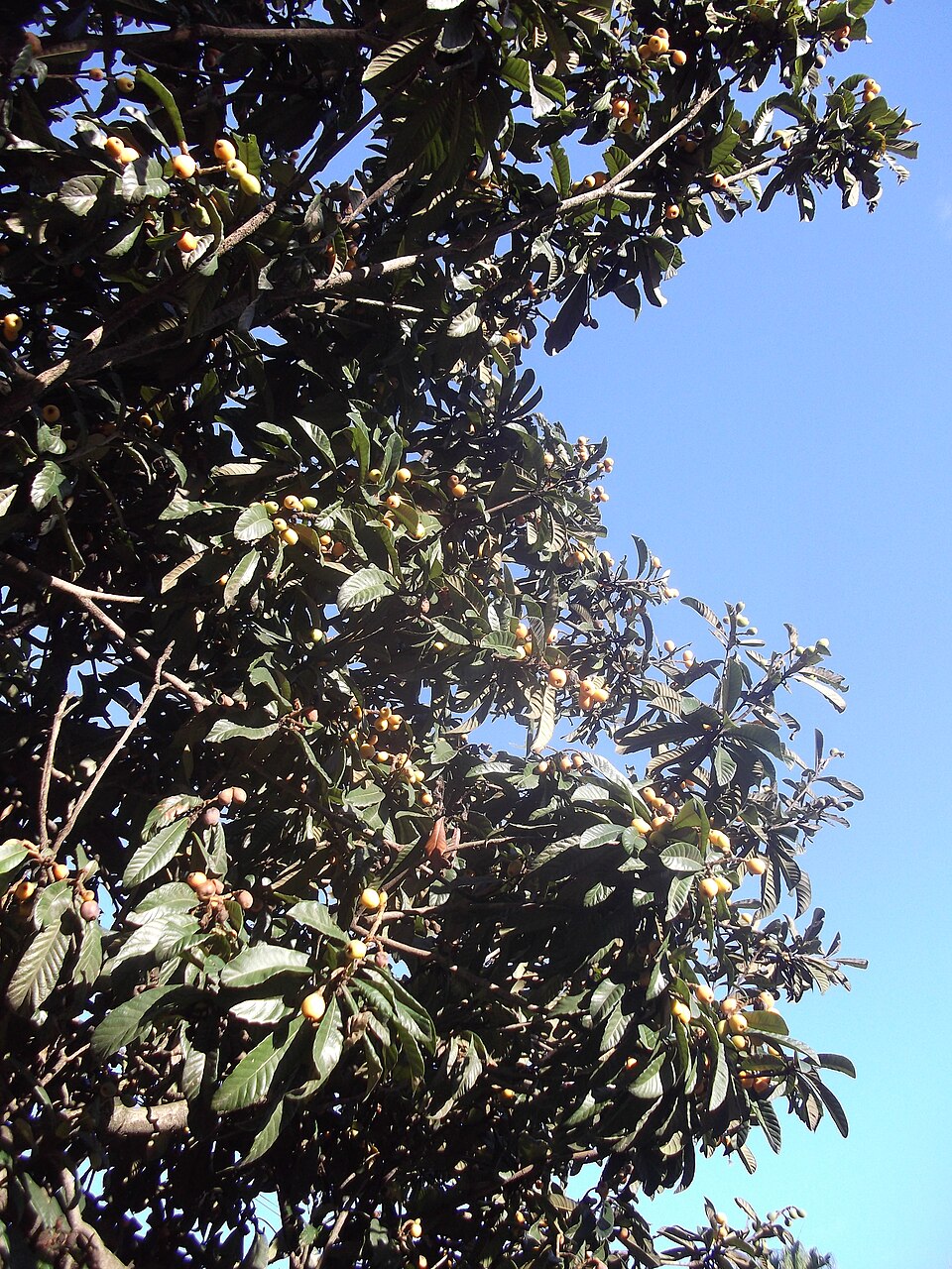 Eriobotrya japonica (Loquat) (alternate view 9)