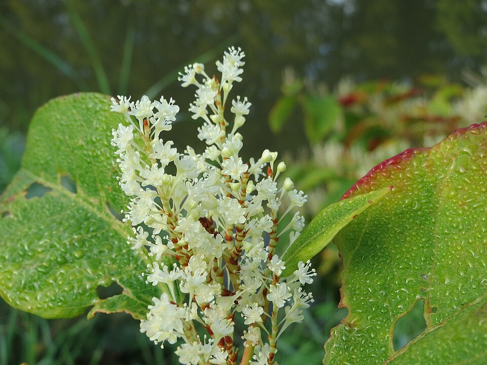 Reynoutria × bohemica (Bohemian Knotweed) (alternate view 5)