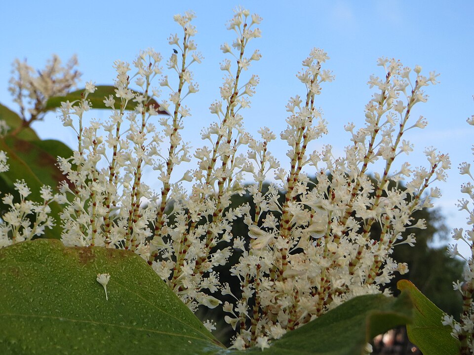 Reynoutria × bohemica (Bohemian Knotweed) (alternate view 6)