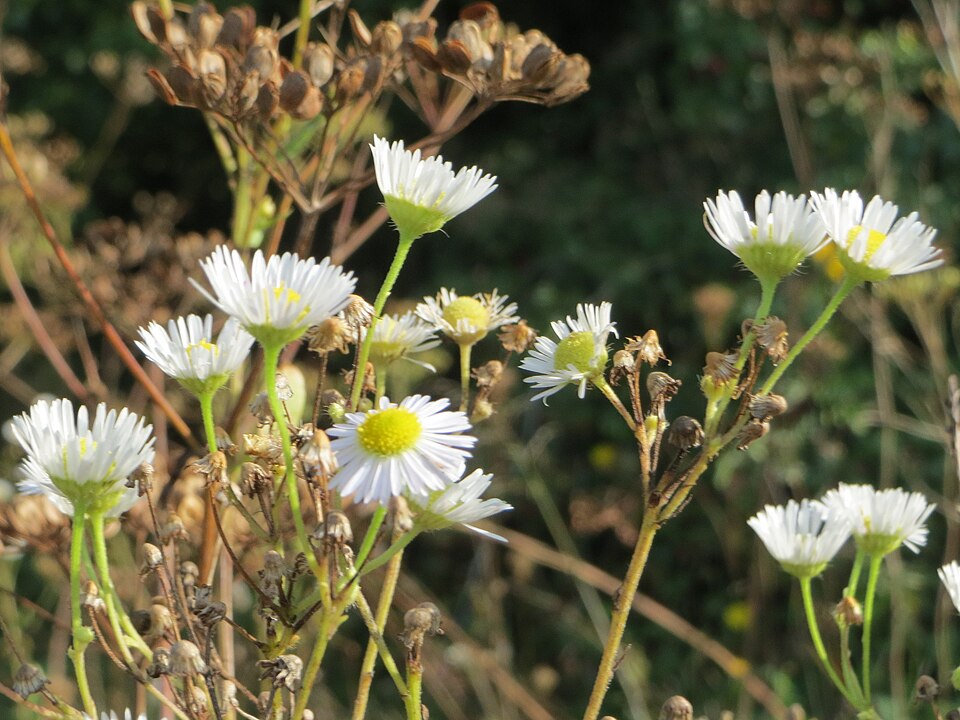 Erigeron annuus (annual fleabane)