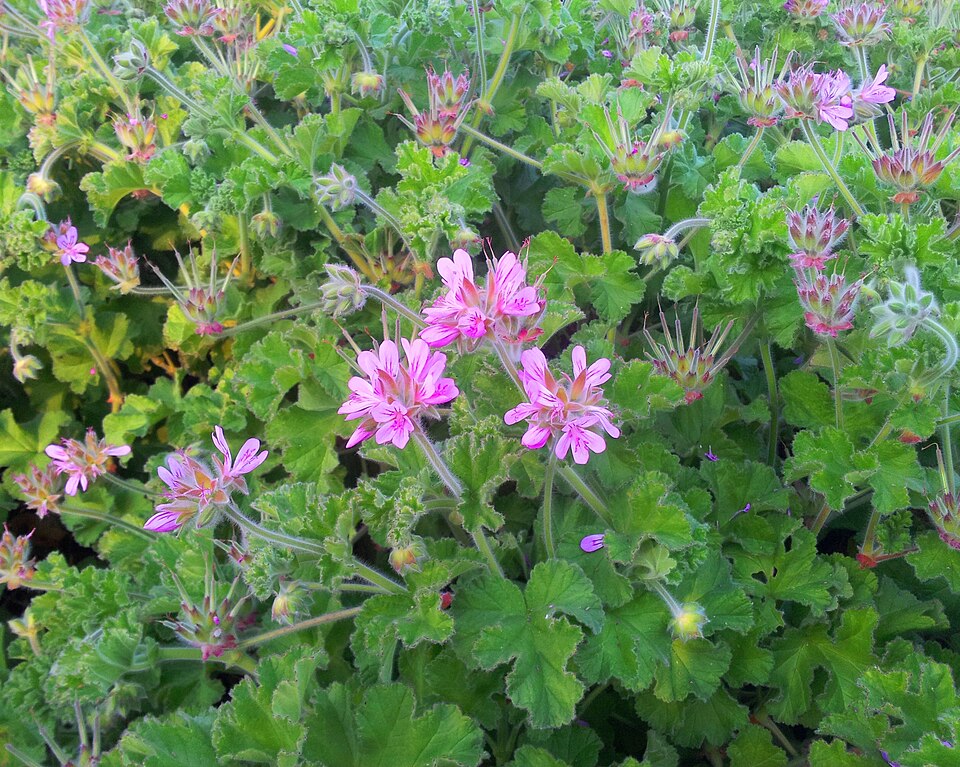 Pelargonium capitatum (rose-scented geranium) (alternate view 8)