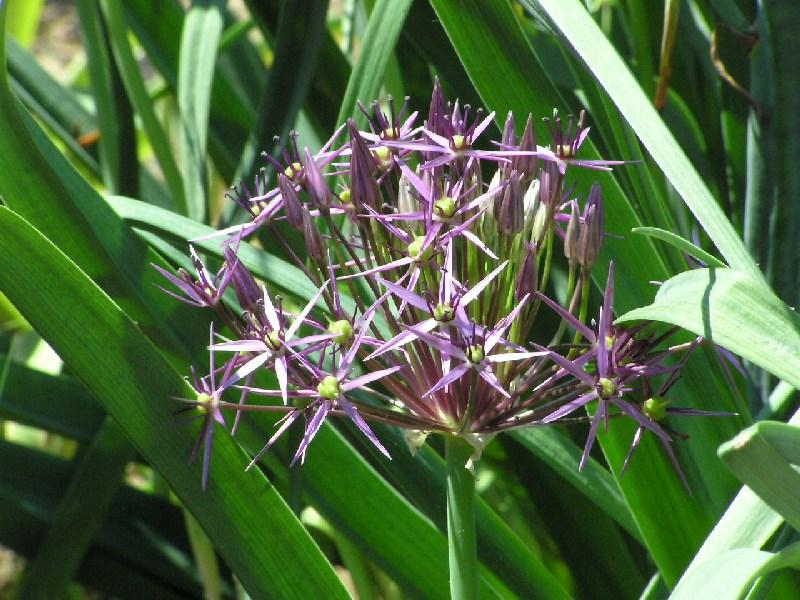 Allium cristophii (Star of Persia) (alternate view 8)