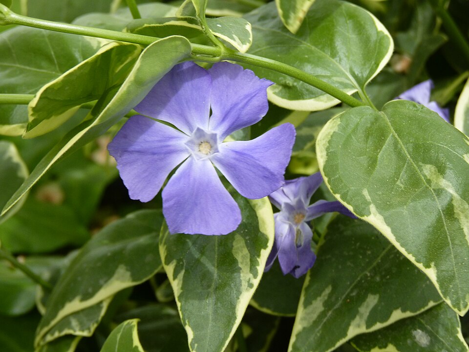 Vinca major 'Variegata' (variegated vinca major) (alternate view 2)