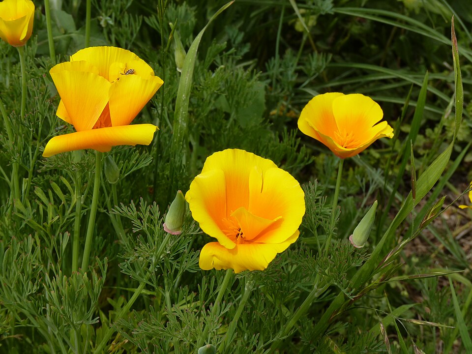 Eschscholzia californica (California poppy) (alternate view 9)