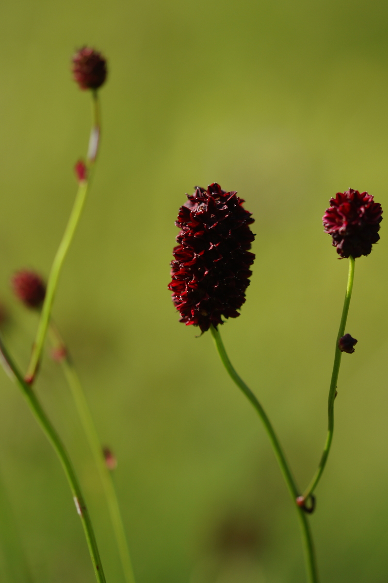 Sanguisorba officinalis, Great burnet — clumping deciduous (Rosaceae) (image 10 of 10)