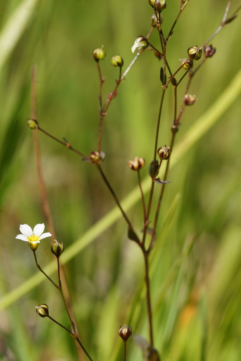 Linum catharticum (Fairy Flax)
