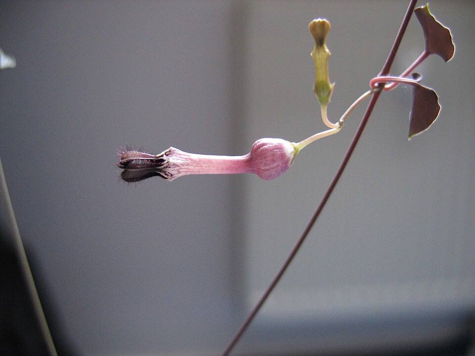 Ceropegia woodii (String of Hearts) (alternate view 6)