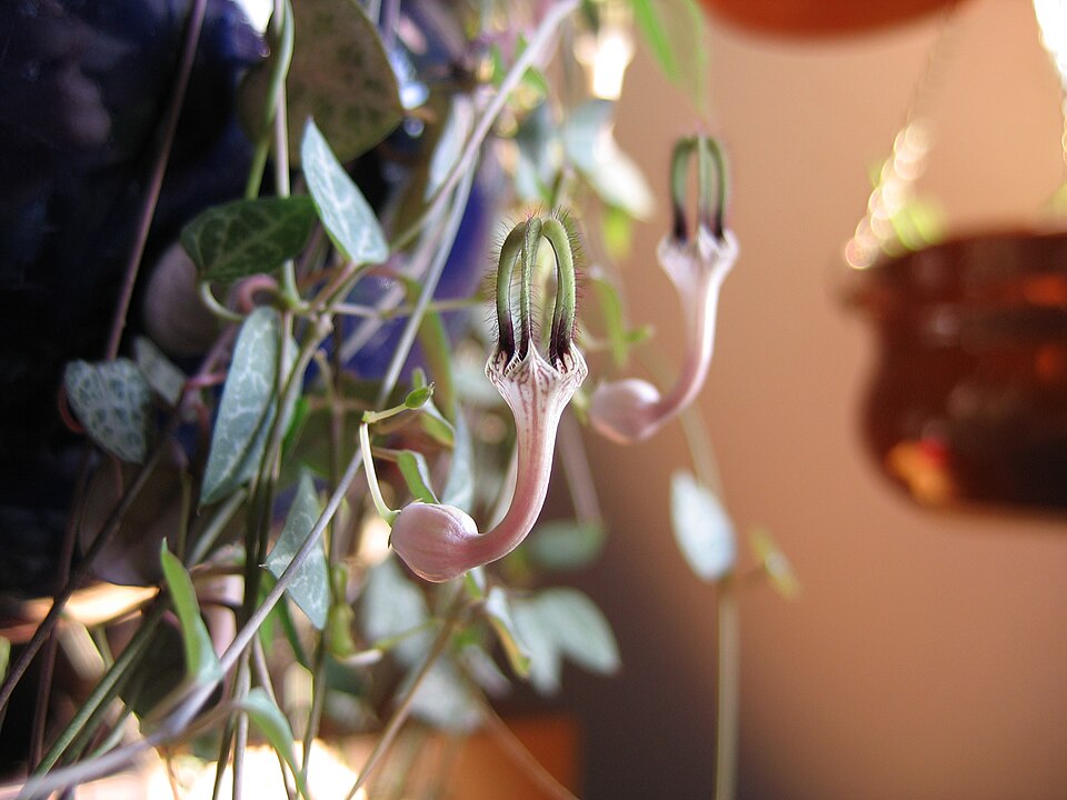 Ceropegia woodii (String of Hearts) (alternate view 7)